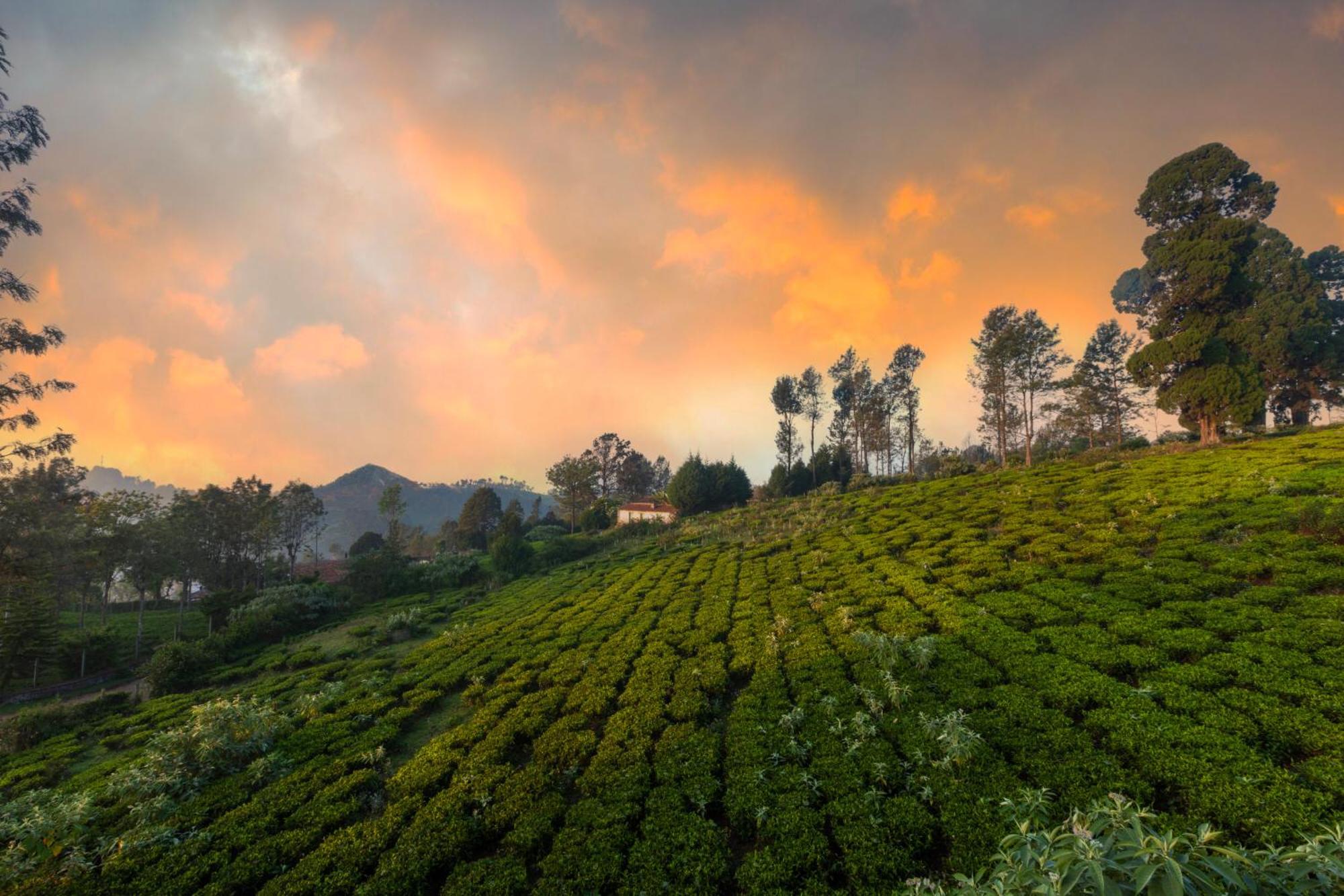 Solitude By Nature Resorts And Stays Kotagiri Bagian luar foto
